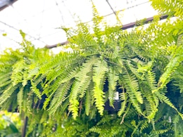 Lowe’s Just Dropped Boston Ferns to $10 (Reg. $16.98) card image