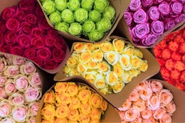 Valentine's Day Special: Get a Rose Bouquet for $19.99 at Rose Farmers  card image