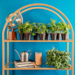 Pothos House Plant 8-Pack