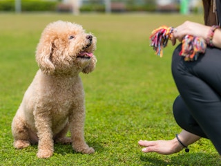 A person training their dog in a park.
