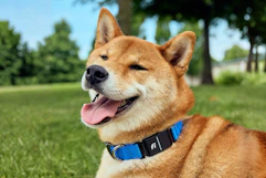Ollie Dog Food Box + Free GPS Tracker