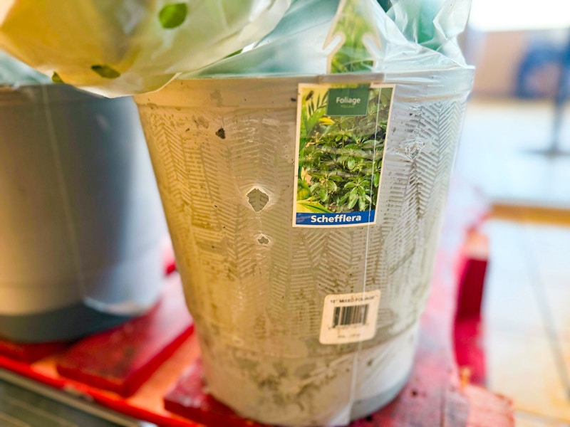 aldi-plants-3