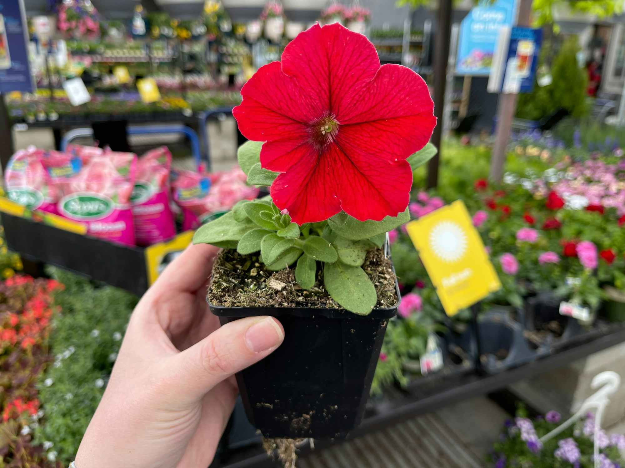 Someone holding up a free annual plant in the Lowe's Garden Center