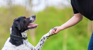 dog academy premium membership apr11 2023 f 1681228977 1681228977