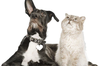 pteco-dog-cat-090921k