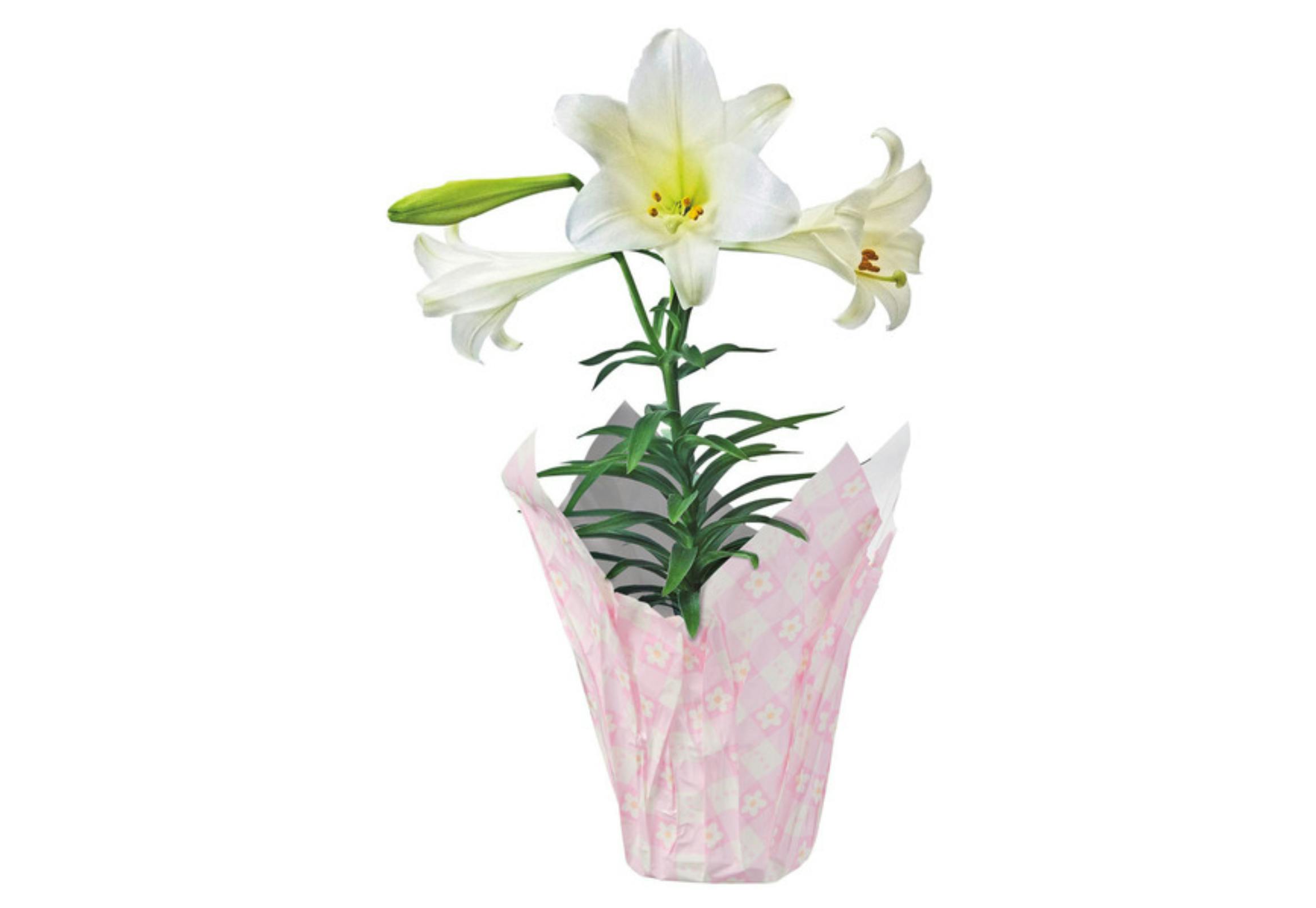 Lily Flower