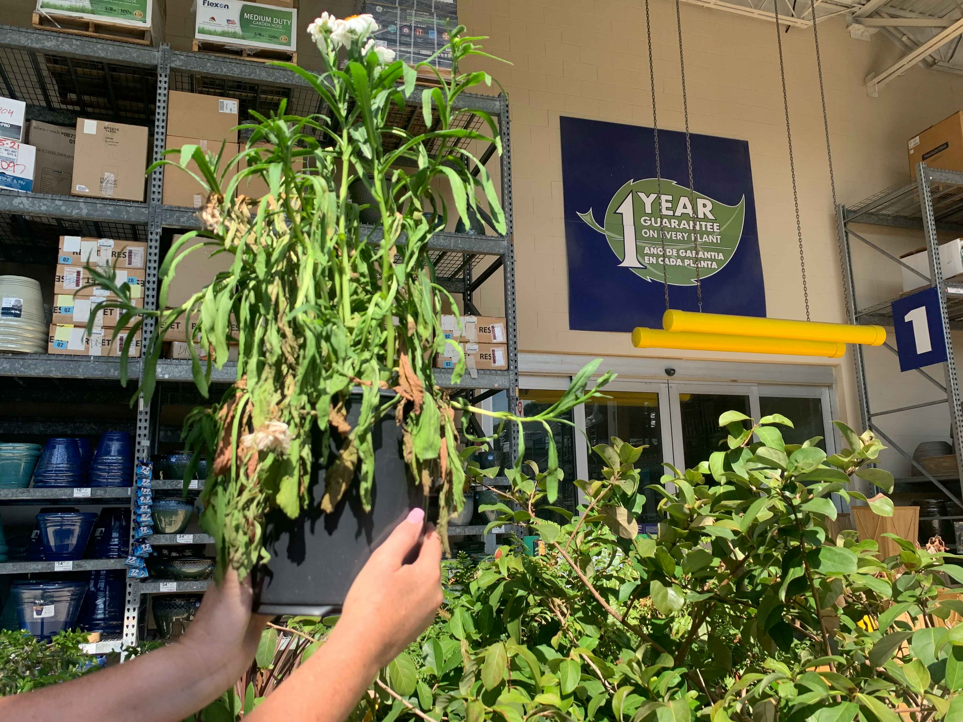 dead plant being held in front of 1 year guarantee sign in the Lowe's garden center