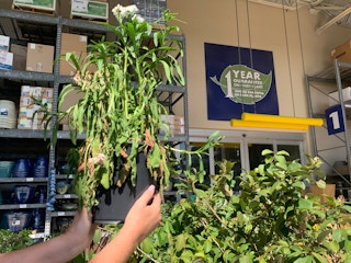 dead plant being held in front of 1 year guarantee sign in the Lowe's garden center
