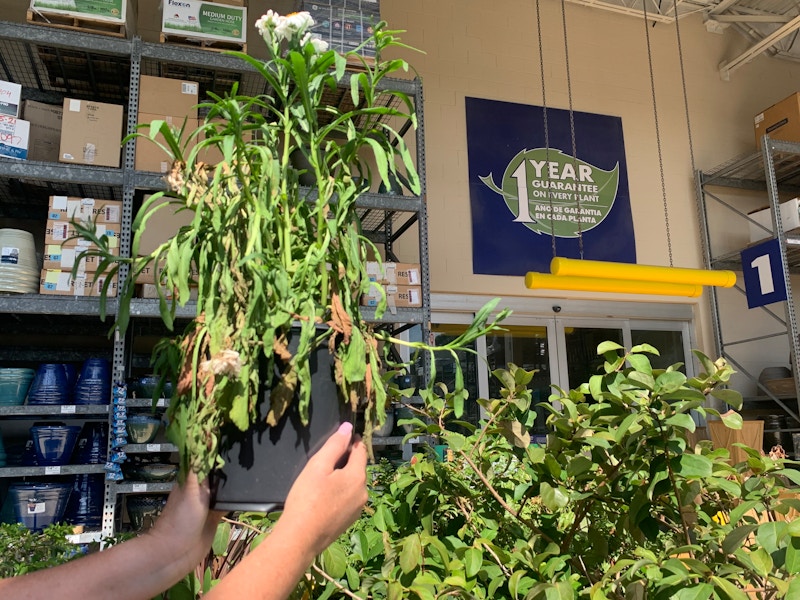 dead plant being held in front of 1 year guarantee sign in the Lowe's garden center