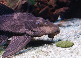 A fish swimming near a tablet of fish food.