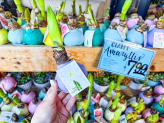 trader-joes-flowers-2