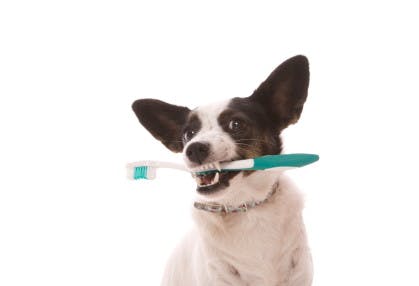 How to Save on Pet Dental Care