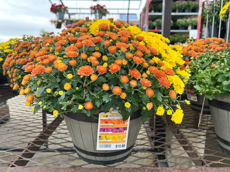 Fall Hardy mums for sale outside a store