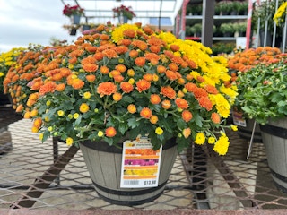Fall Hardy mums for sale outside a store