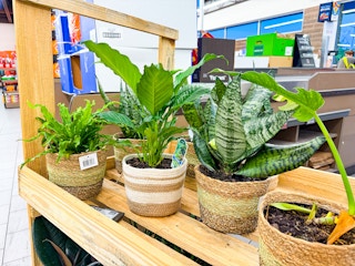 aldi assorted foliage