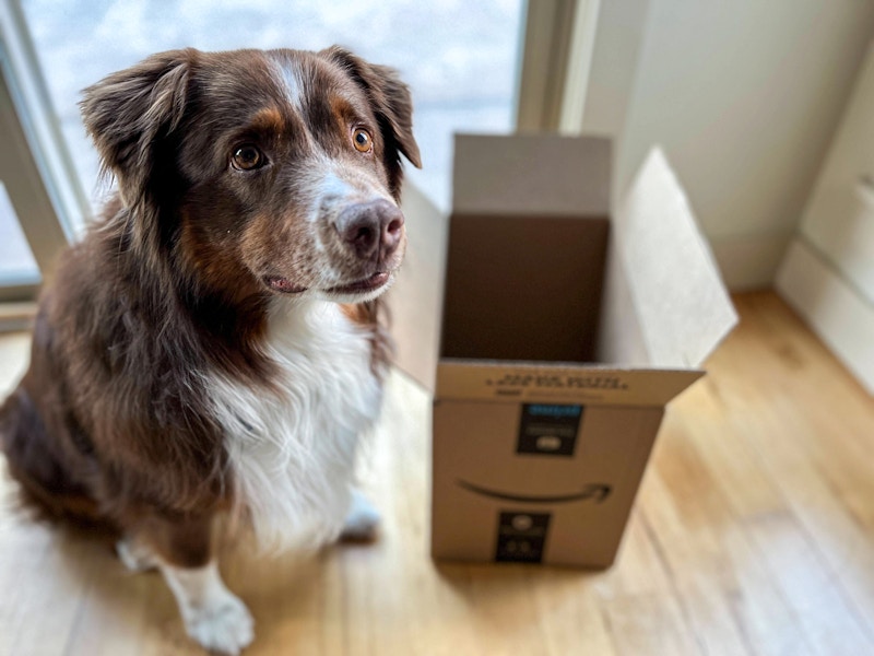 dog-amazon-box-kcl-10