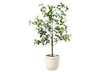 Magnolia Hearth & Hand Faux Tree