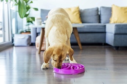 Outward Hound Slow Feeder Bowl, Only $6.63 on Amazon card image