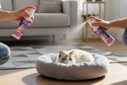 a cat laying in a bed near cat calming spray