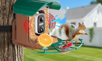 a squirrel camera bird feeder on a tree