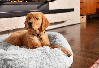 amazon active pet bed 2023 1 1683393255 1683393255