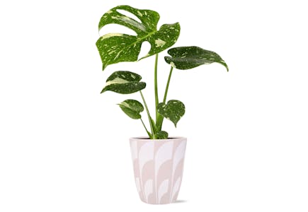 Wild Interiors Monstera