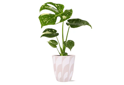 Wild Interiors Monstera