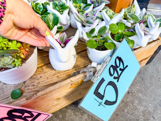 trader-joes-flowers-3