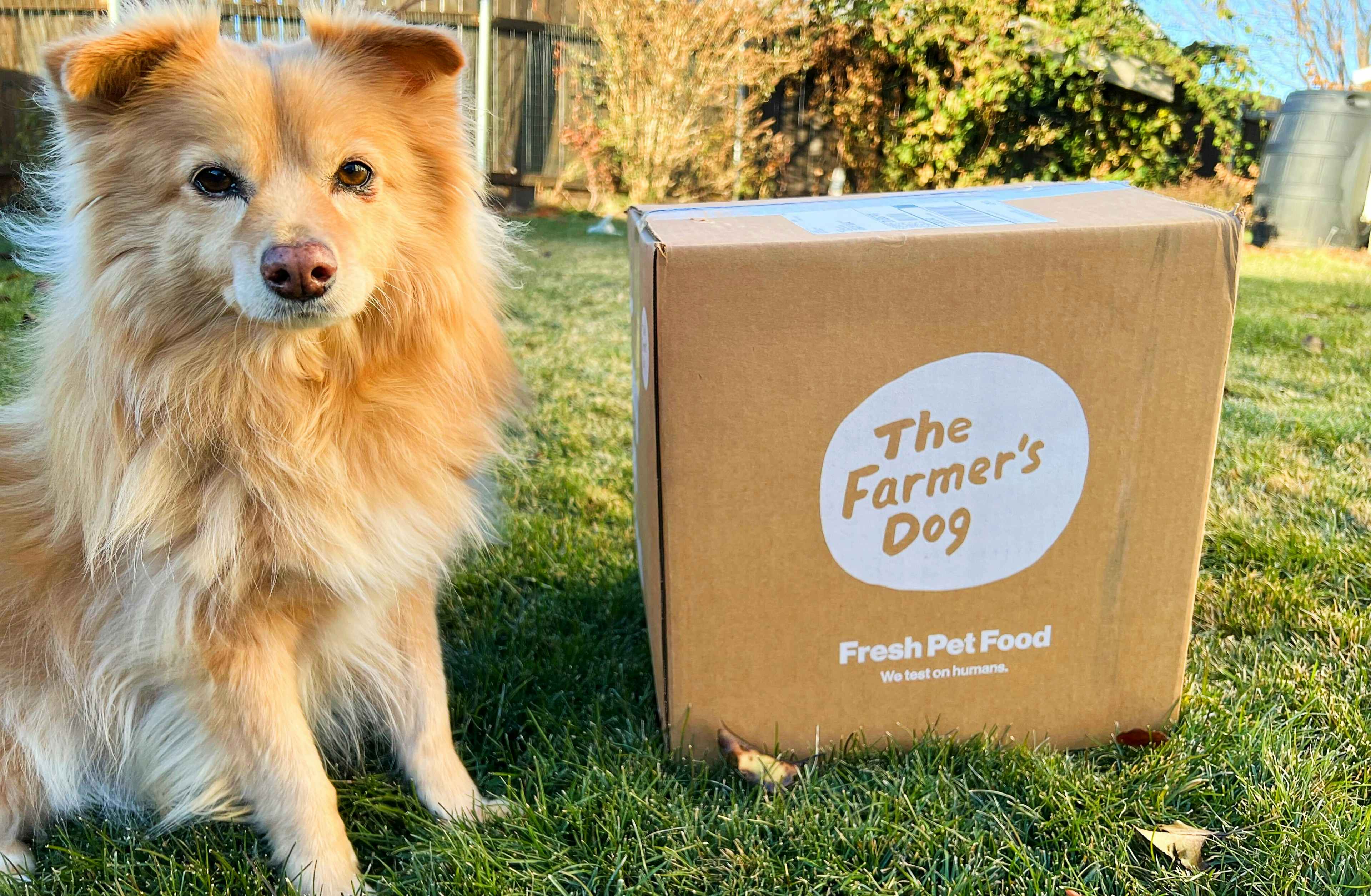 50% Off Your First Farmer's Dog Fresh Food Box