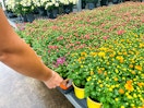 a person reaching for flowers at home depot