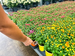 Spruce Up Your Garden Area With Geraniums for Only $1.50 at The Home Depot card image