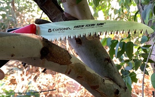saw cutting a limb on a tree
