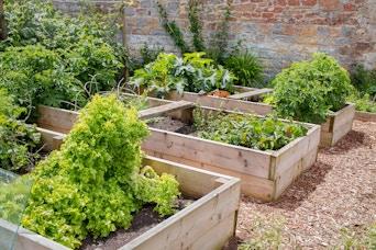 several raised garden beds in a backyard