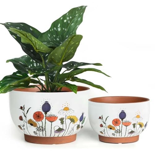 Terracotta Plant Pots