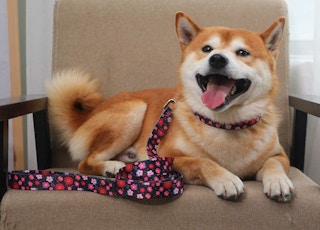 amazon pet day deal dog collar leash screenshot 1651449161 1651449161