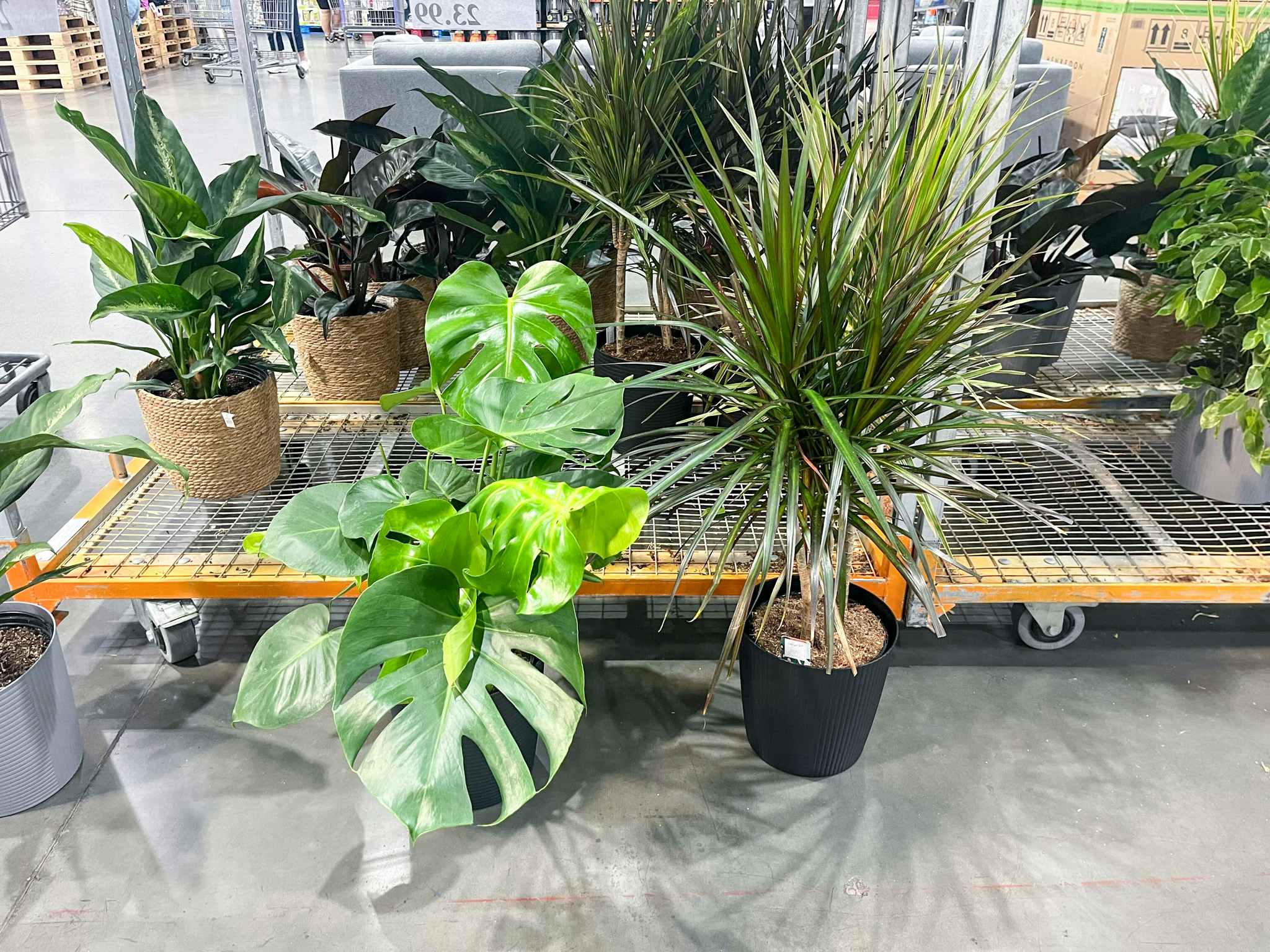 costco indoor live tropical plants 10 in-2