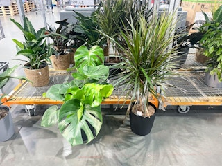 costco indoor live tropical plants 10 in-2