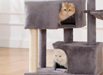 cats in a cat tree