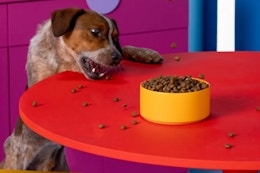 a dog trying to reach his food 