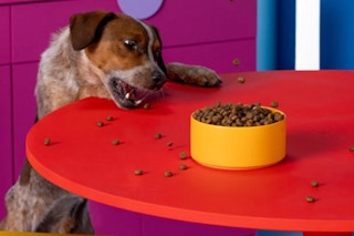 a dog trying to reach his food 