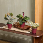 LiveTrends Ruby Radiance 3-Pack