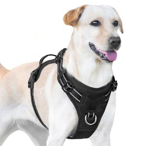 Dog Harness