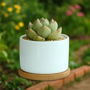 Mini Ceramic Succulent Planter