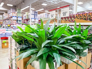 sams-club-plants-2