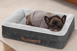 amazon pet bed