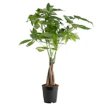 Pachira Braid Money Tree