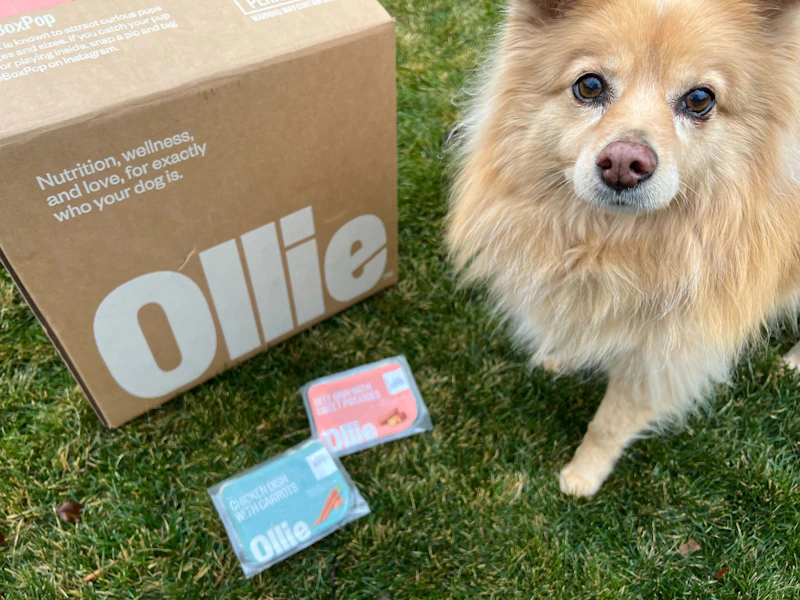Save 70% on Ollie’s Starter Box — Fresh Dog Food, Candle and More