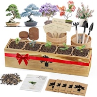 Bonsai Tree Starter Kit