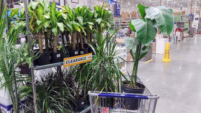 Today Only at Lowe's: Save Up to 61% on House Plants — Prices Start at $12 card image