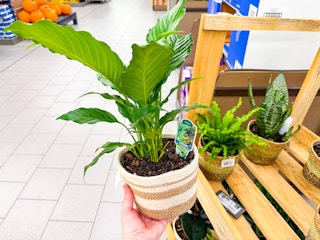 aldi 6" foliage